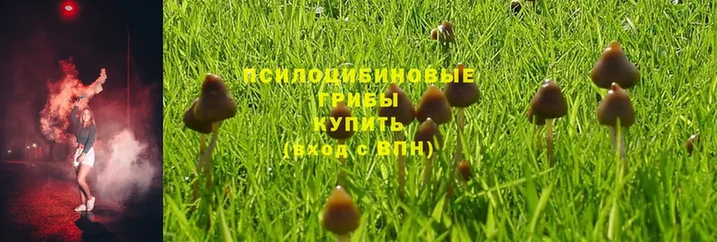 Галлюциногенные грибы Psilocybe  Белебей 